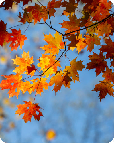 Fall Allergies