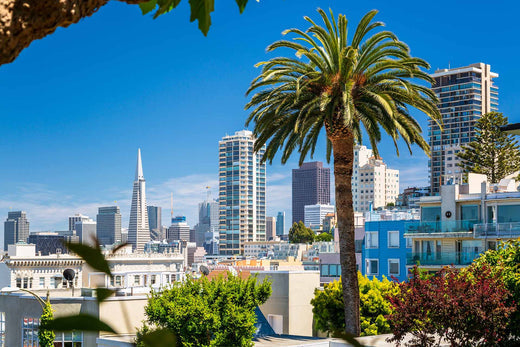 Palm tree and sunny city skyline in San Francisco, California, with buildings and greenery"