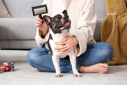 Person holding a black-and-white French bulldog on the floor while holding a grooming brush