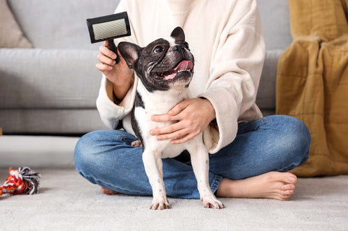 Person holding a black-and-white French bulldog on the floor while holding a grooming brush