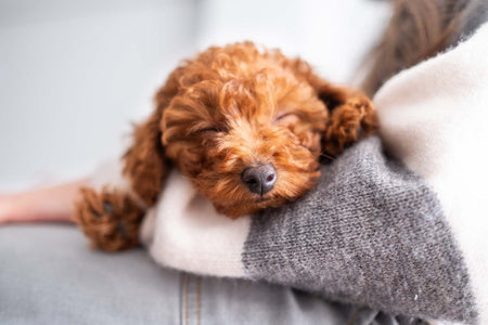 Are Poodles Hypoallergenic? A Closer Look at the Science