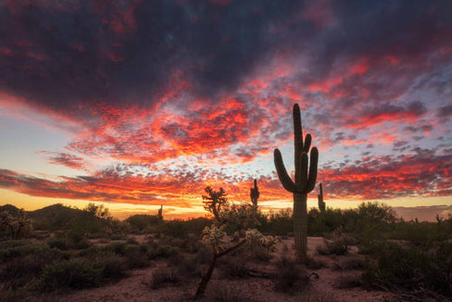Arizona desert landscape with a saguaro cactus at sunset, brush covering the ground