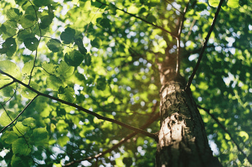 Facts, Prevention, And Relief For Poplar Tree Allergies For 2024