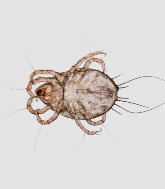 I Think I Have A Dust Mite Allergy. What Should I Do?