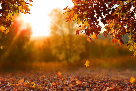 Autumn maple leaves in orange and red glowing at sunset, with fallen leaves covering the ground during fall allergy season.