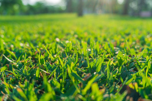 Close-up of green grass blades in a sunlit lawn, a common source of grass pollen allergies.