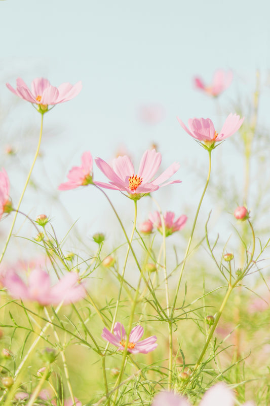Hello, Spring And Seasonal Allergies