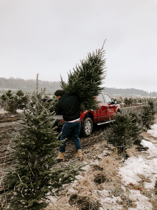 Minimizing Allergies During The Festive Season: A Guide To Enjoying Christmas Trees