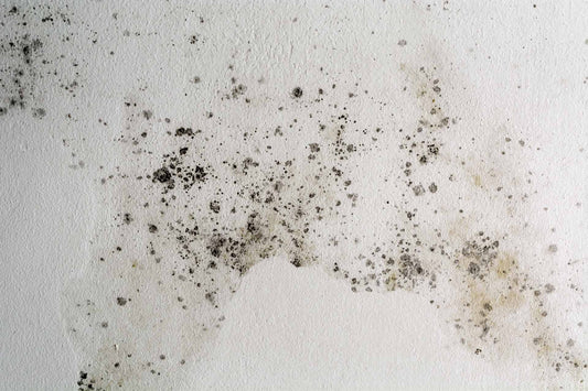Mold in house