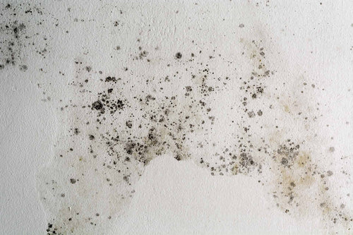 Mold in house