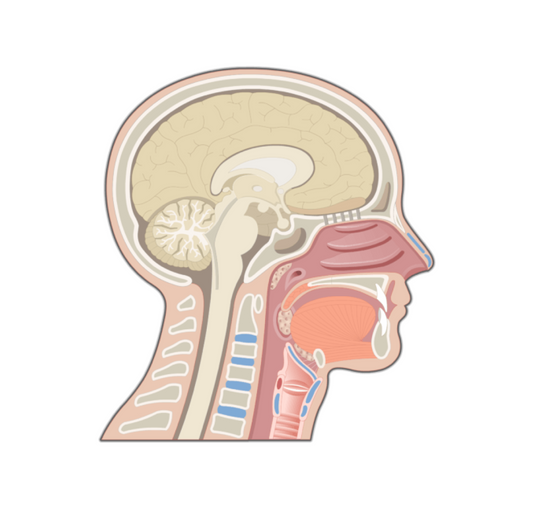 graphic showing a human head and nasal passage