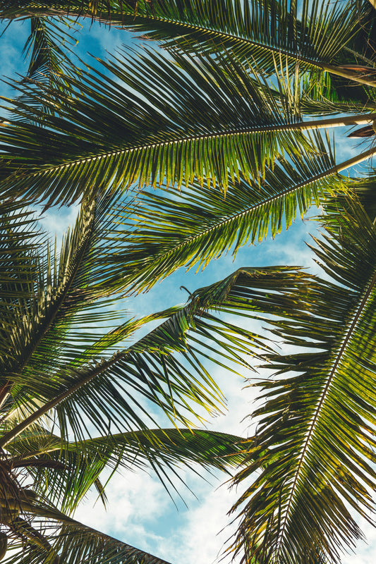 PALM TREE ALLERGIES: SYMPTOMS, PREVENTION, AND RELIEF STRATEGIES