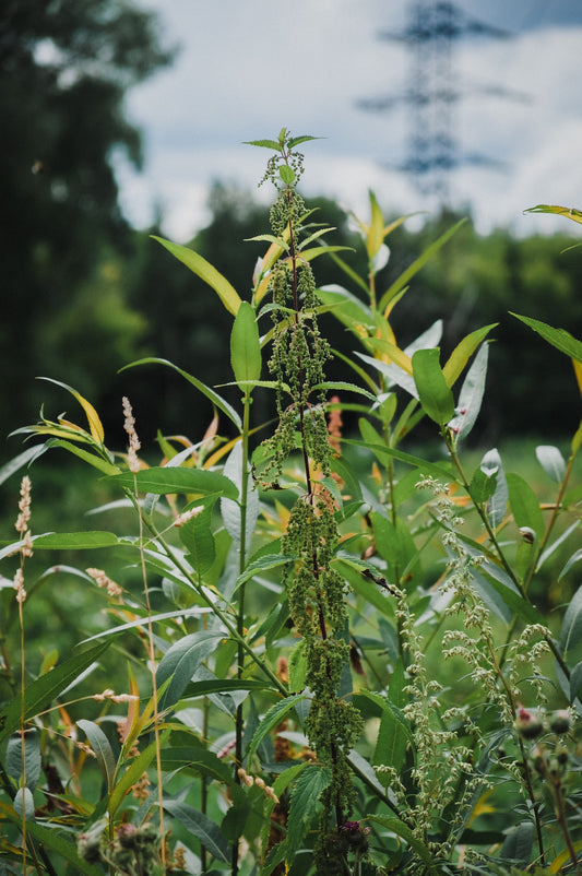 I Think I’m Allergic To Ragweeds. What Should I Do?