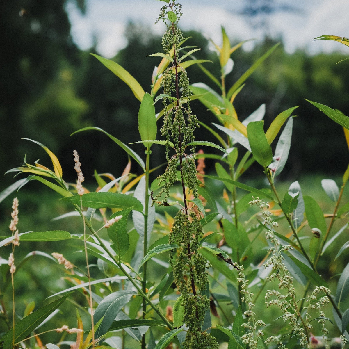 Ragweed Allergy: Signs, Triggers, and What Helps - Allermi