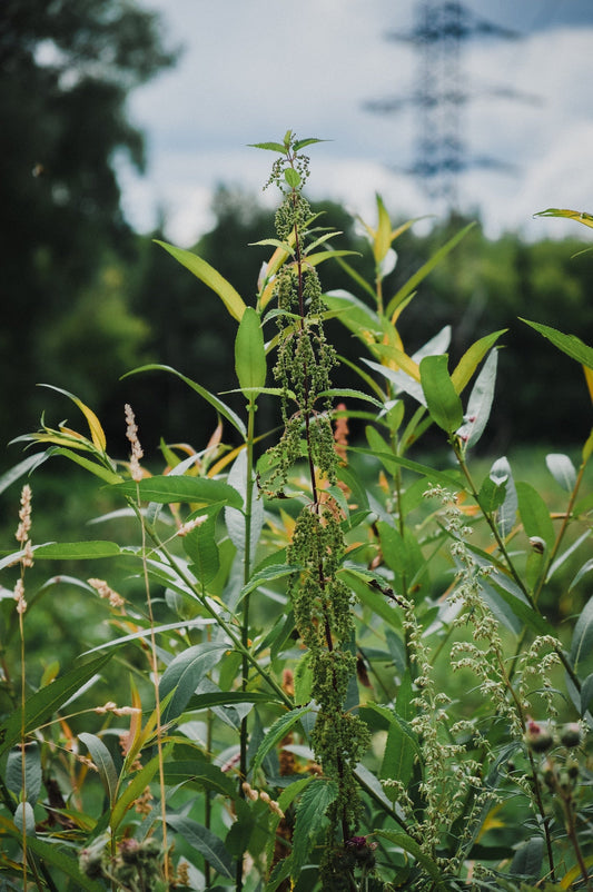 Tall green flowering weeds with leafy stalks growing in a field, a source of pollen.