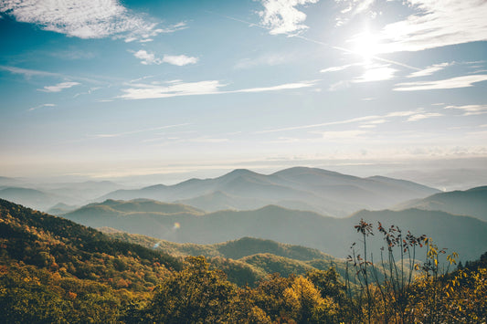 When is Allergy Season in North Carolina? Start, Peak, and End (2025)