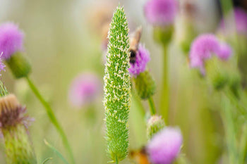Seattle Pollen Pollen Count in Seattle, WA Today